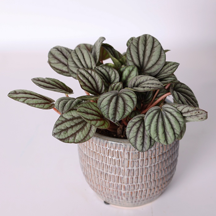 Пеперомія у горщику