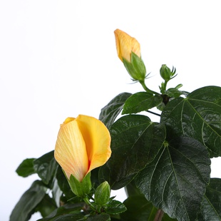 Гибискус в горшке