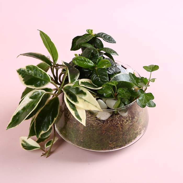 Микс растений в кашпо