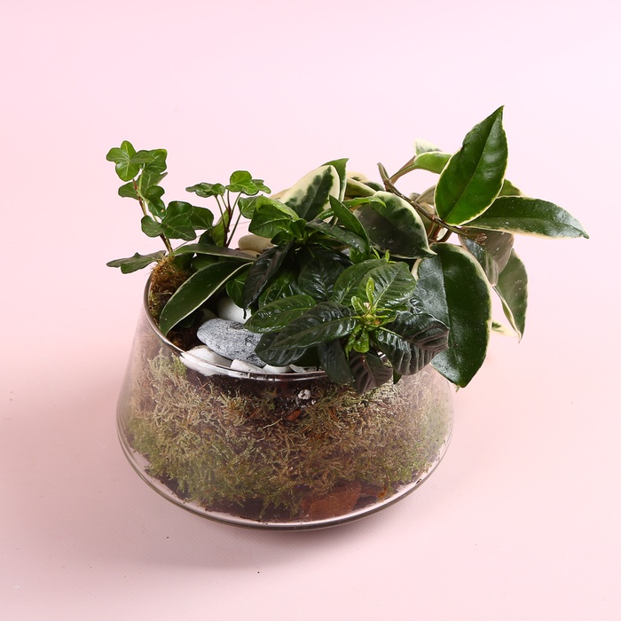 Микс растений в кашпо