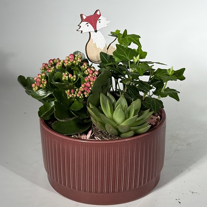 Эчиверия и каланхоэ кашпо