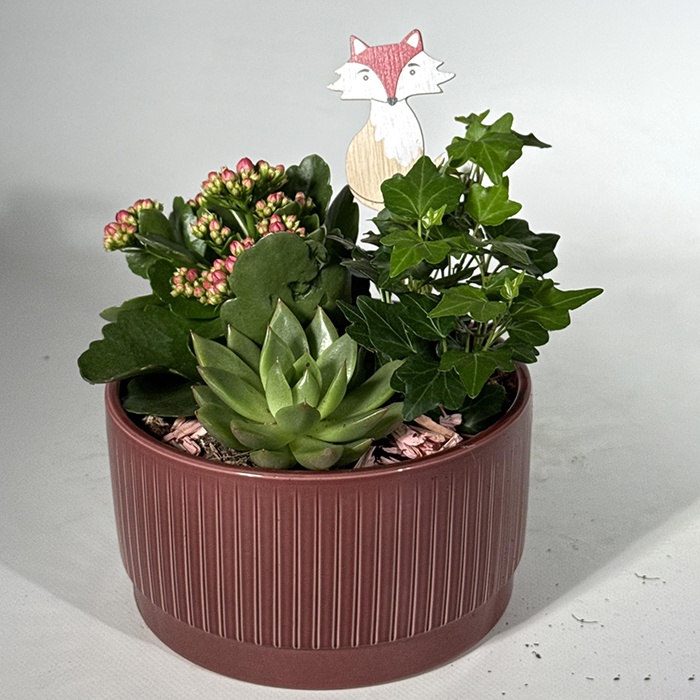 Эчиверия и каланхоэ кашпо