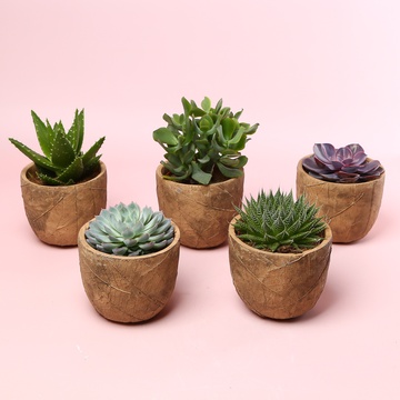 Суккулент микс в кашпо, S