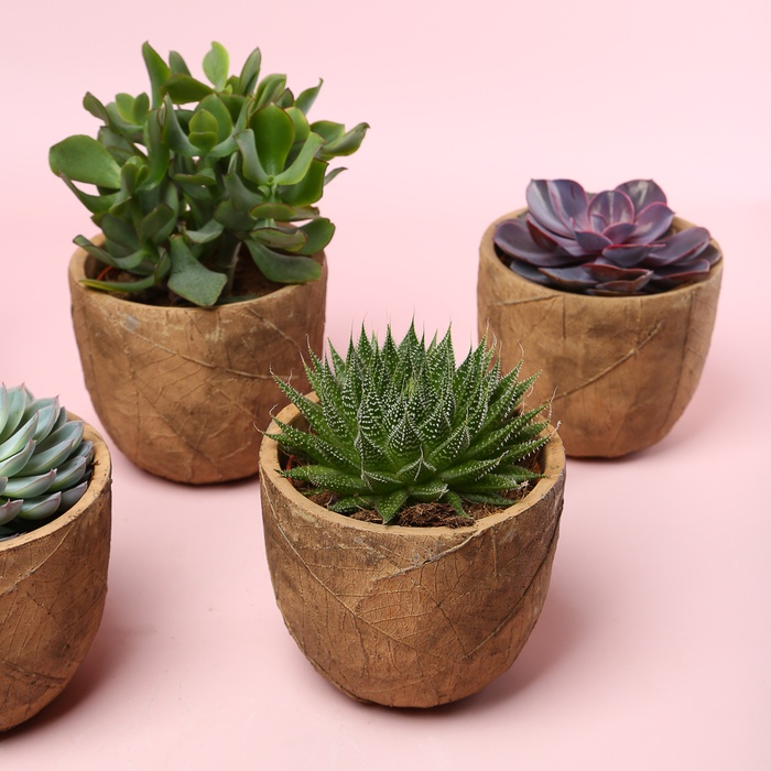 Сукулент мікс в кашпо, S