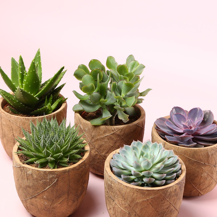 Сукулент мікс в кашпо, S