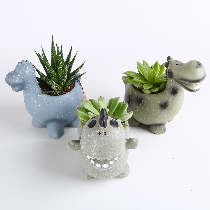 Суккулент микс в кашпо, S