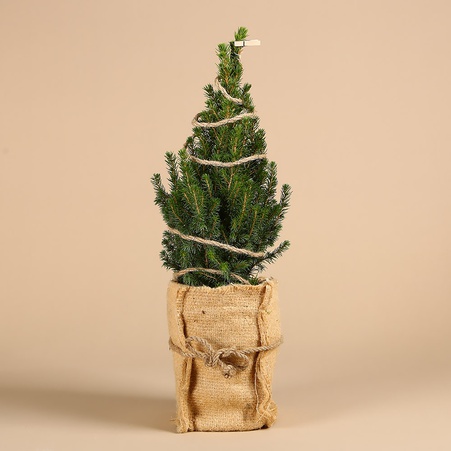 Ель коника в горшке с гирляндой