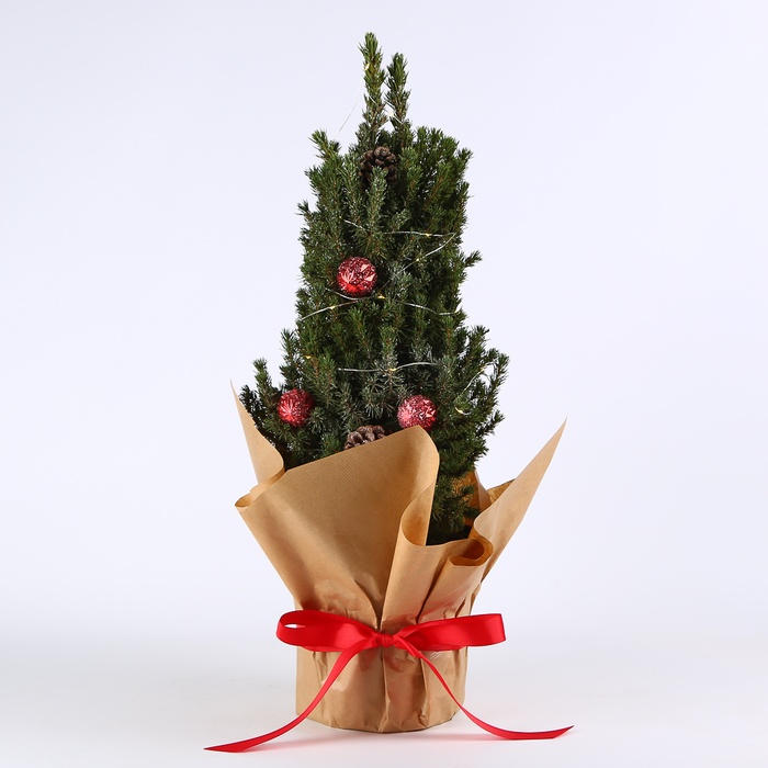 Ель коника в горшке с гирляндой