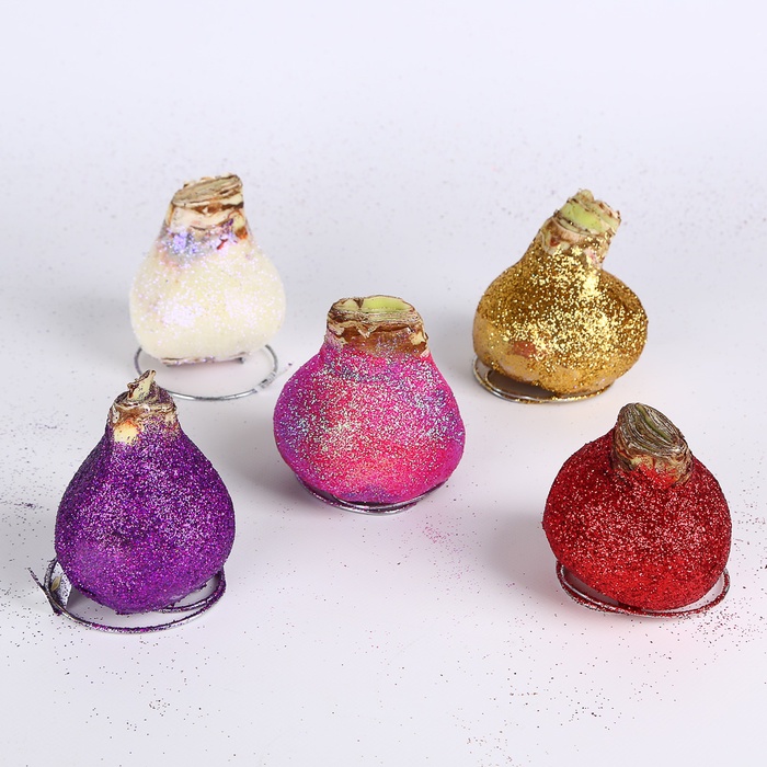 Амариліс у воску