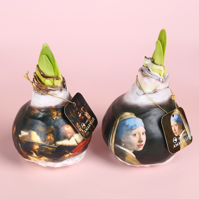 Амариліс у воску принт