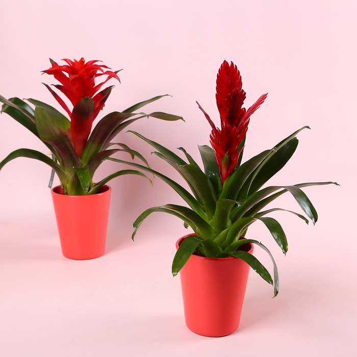 Гузмания в горшке