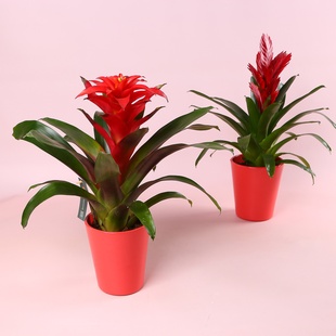 Гузманія в горшку