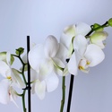 Орхидея Фаленопсис микс в кашпо