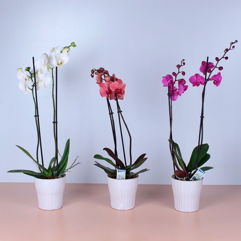 Цветущие комнатные орхидеи - купить и заказать доставку орхидей | DonPion