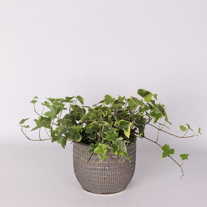 Хедера в кашпо