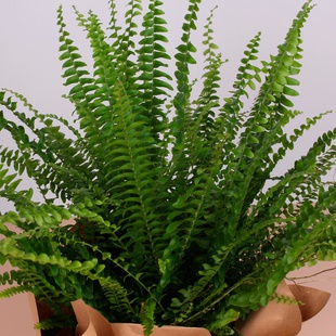 Нефролепис в горшке, M