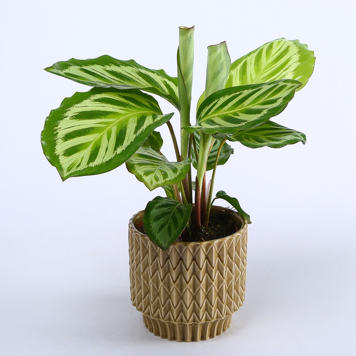 Калатея в горщику