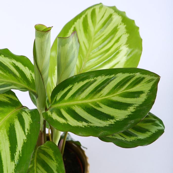 Калатея в горщику