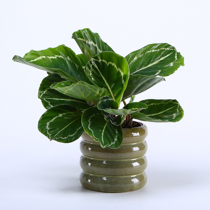 Калатея в горщику