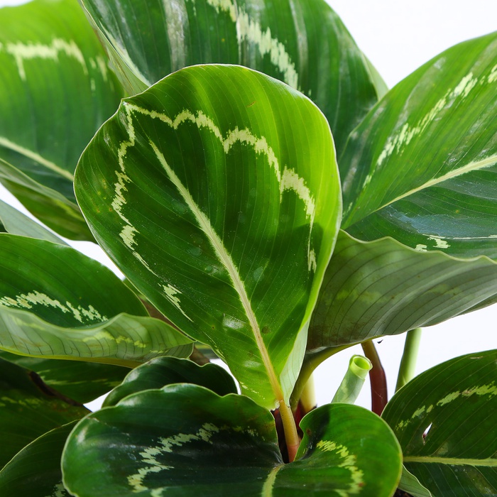 Калатея в горщику