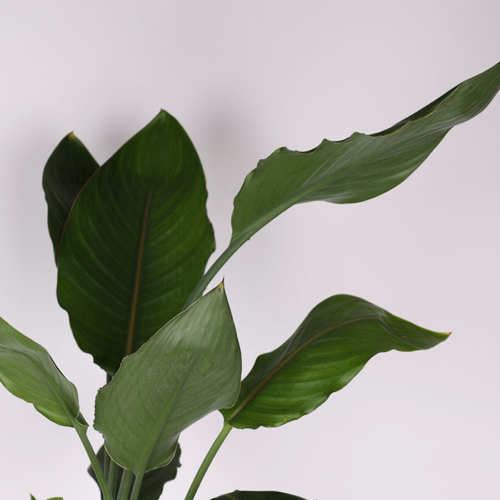 Стрелиция в горшке, M - заказать и купить комнатные растения с ...