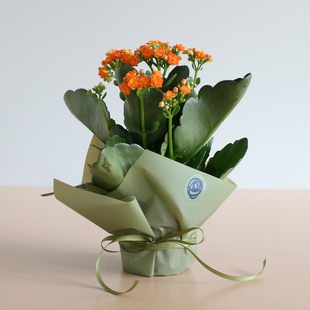 Каланхоэ в горшке, S