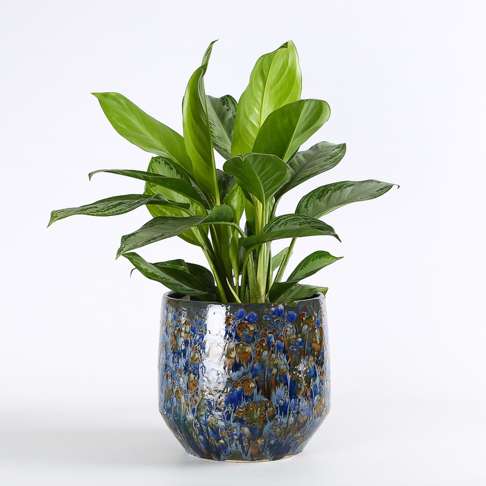 Аглаонема в горшке