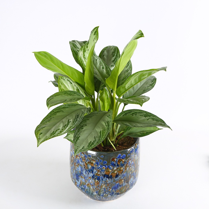 Аглаонема в горшке