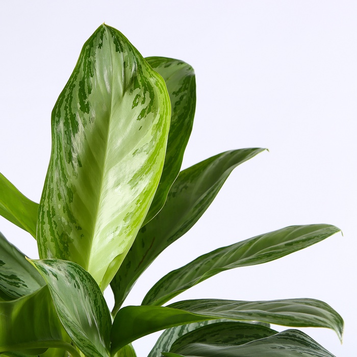 Аглаонема в горшке