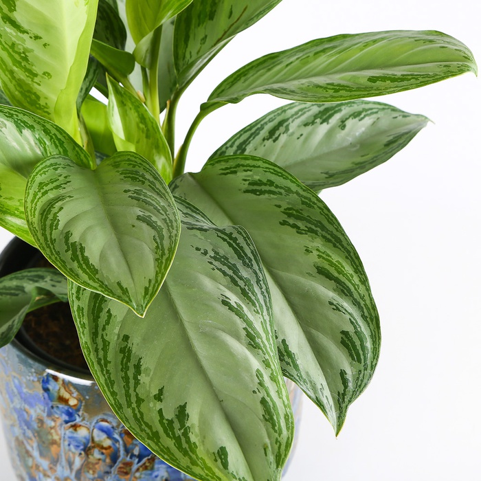 Аглаонема в горшке