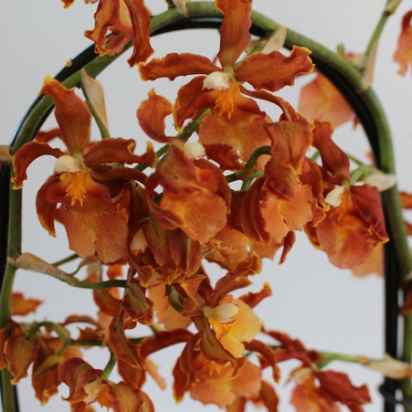 Камбрия арка в горшке