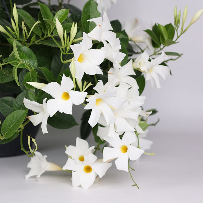 Мандевілла в горщику