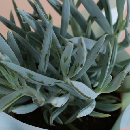 Хрестовник Сенеціо в горщику