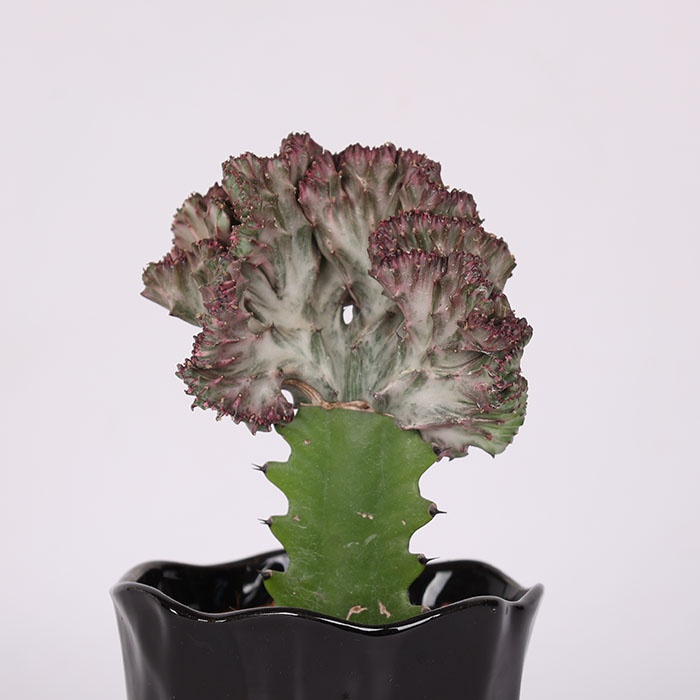 Эуфорбия в горшке