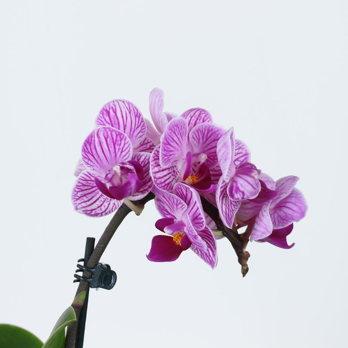 Орхидея мини в горшке микс