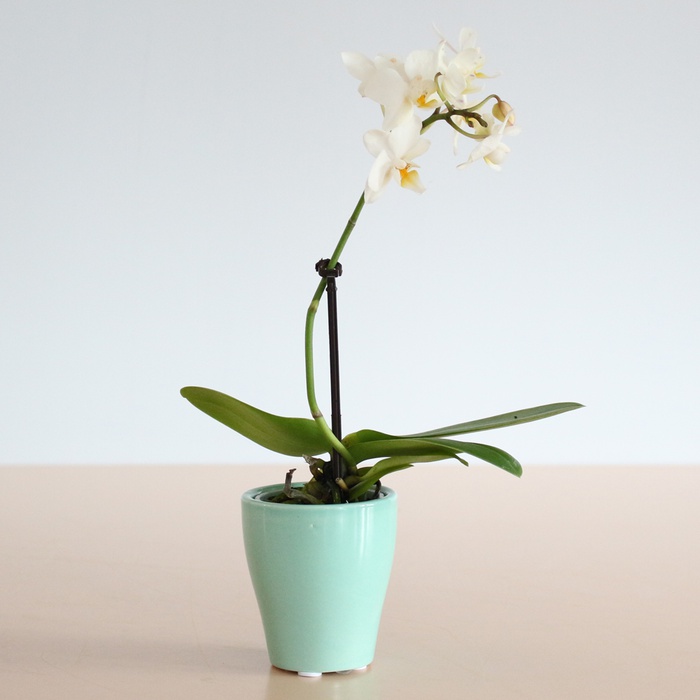 Орхидея мини в горшке микс