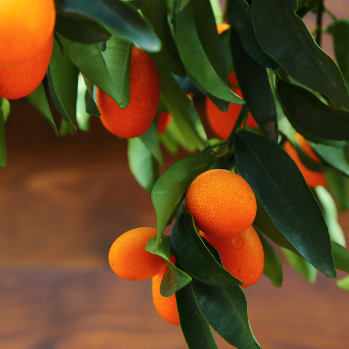 Цитрусовое дерево в горшке, L
