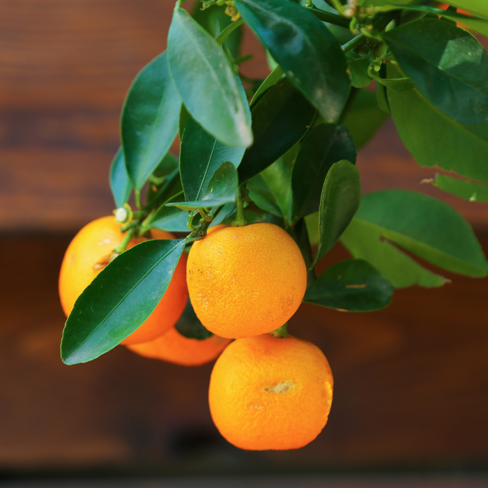 Цитрусовое дерево в горшке, L