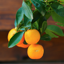 Цитрусовое дерево в горшке, L