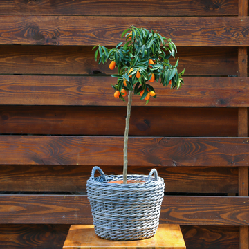 Цитрусове дерево в горшку, L