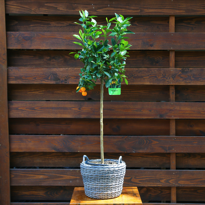 Цитрусовое дерево в горшке, L