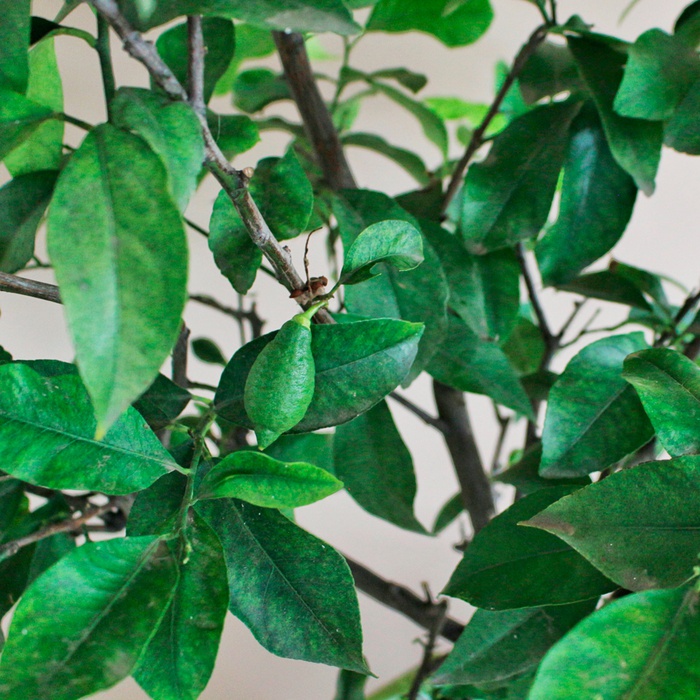 Цитрусовое дерево в горшке, L