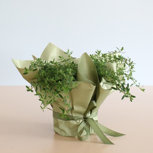 Пряні трави мікс у горщику