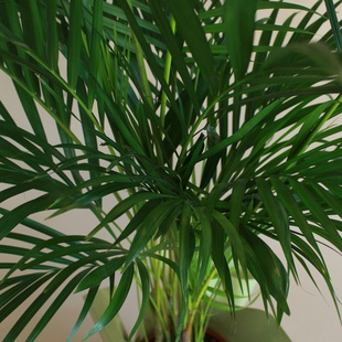 Дипсис у горщику, L