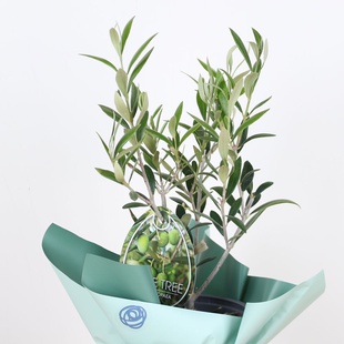 Олива в горшке, S