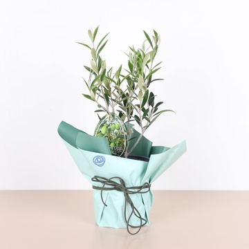 Олива в горщику, S