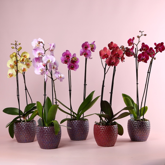 Орхидея Фаленопсис микс 2 ветки в горшке