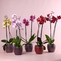 Орхидея Фаленопсис микс 2 ветки в горшке