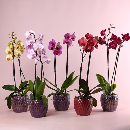 Орхидея Фаленопсис микс 2 ветки в горшке