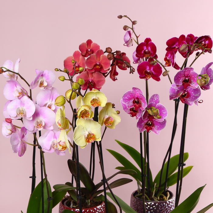 Орхидея Фаленопсис микс 2 ветки в горшке
